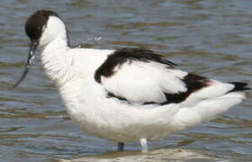 Avocette élégante