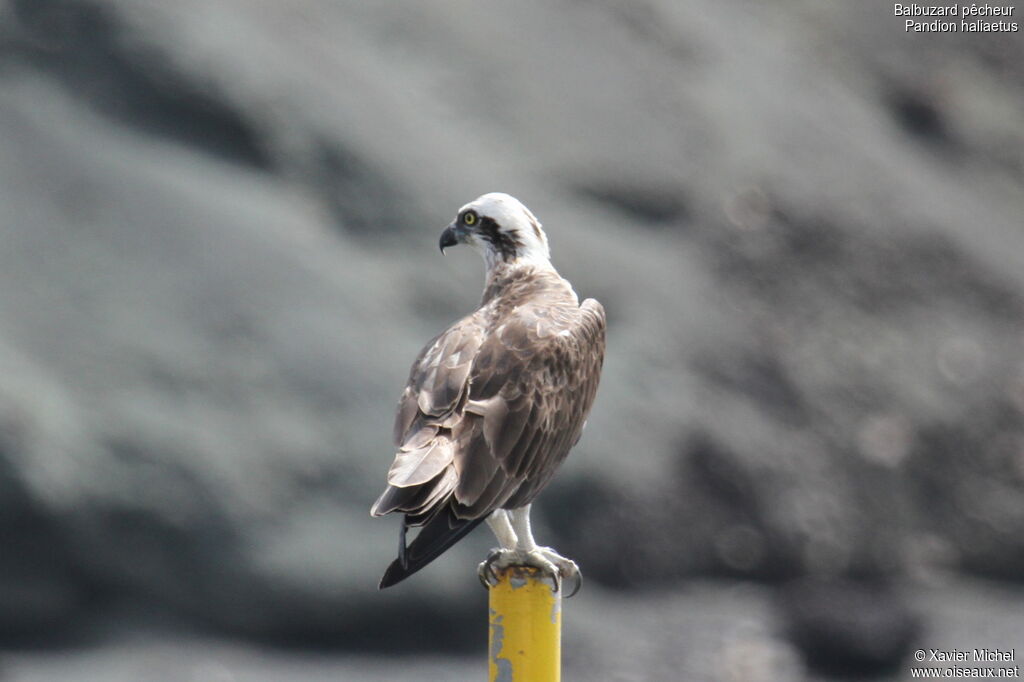 Western Osprey