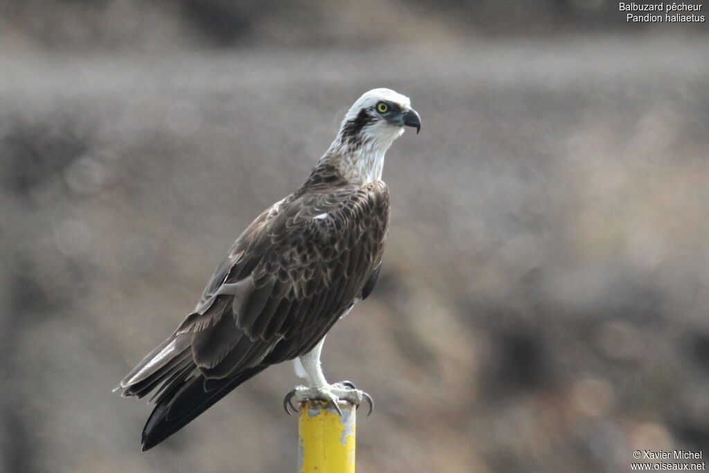 Osprey, identification