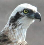 Western Osprey