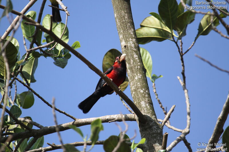 Double-toothed Barbet