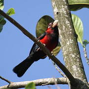 Double-toothed Barbet