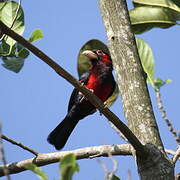 Double-toothed Barbet