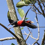 Double-toothed Barbet