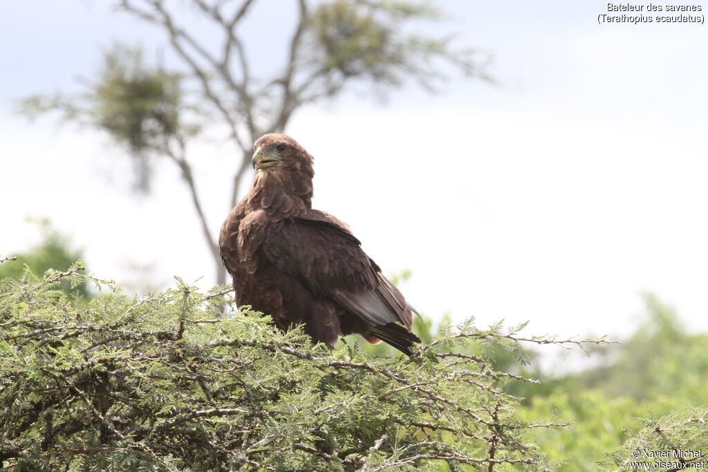 Bateleur des savanesimmature