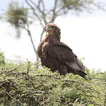 Bateleur des savanes