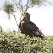 Bateleur