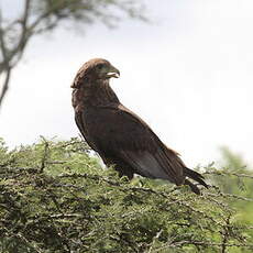 Bateleur des savanes