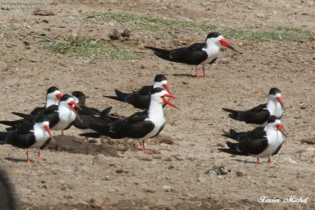 African Skimmer