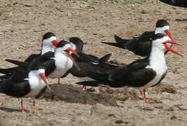 African Skimmer