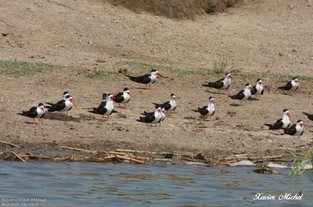 African Skimmer