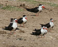 African Skimmer