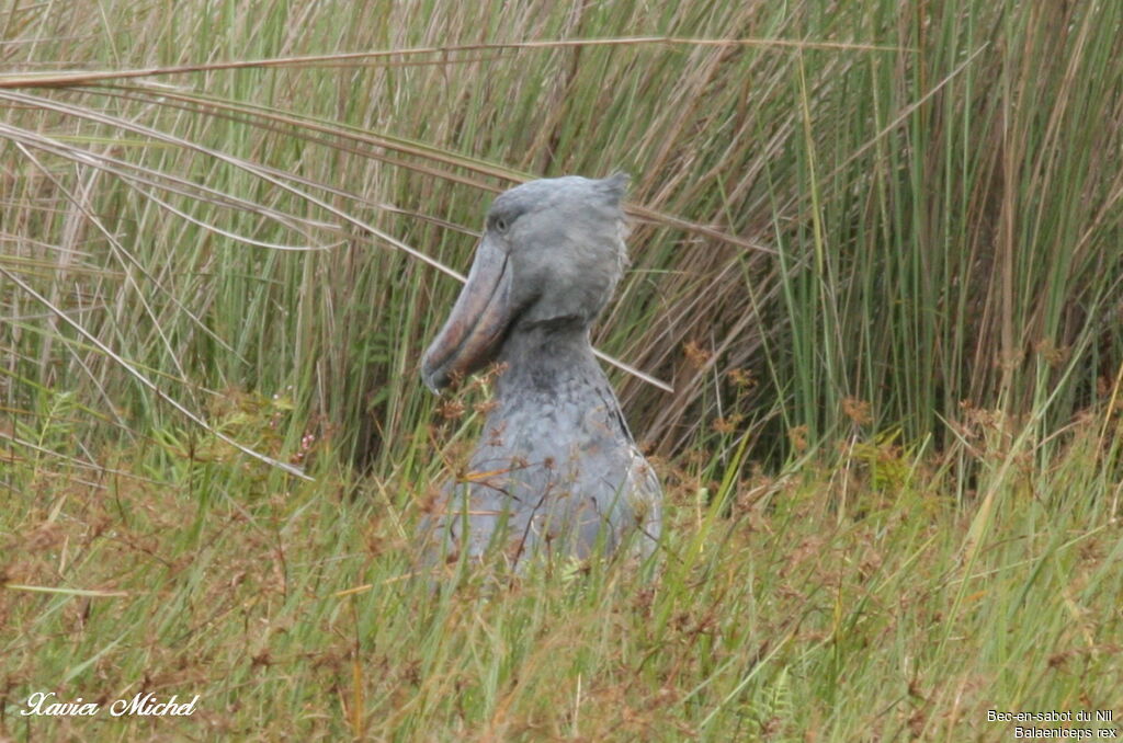 Shoebill, identification