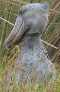 Shoebill