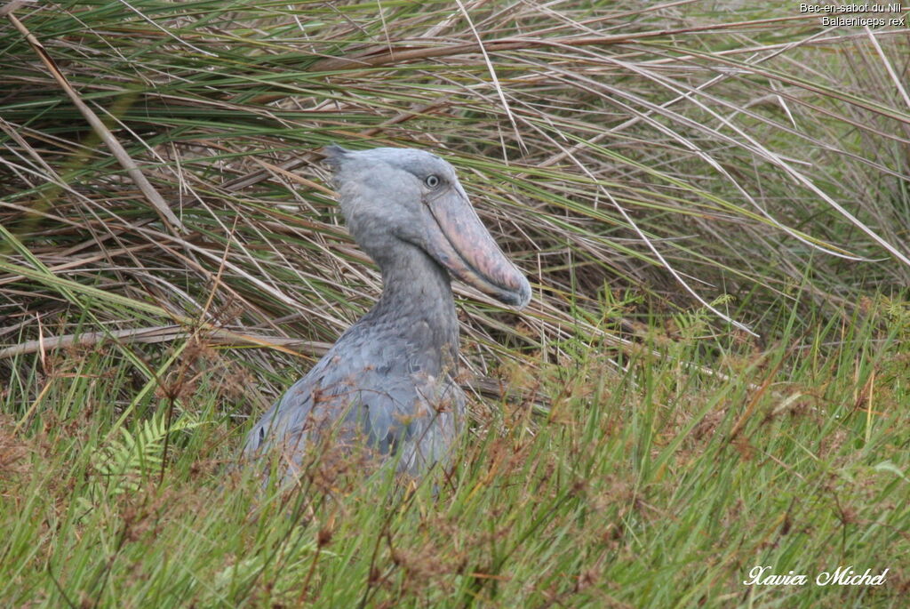 Shoebill, identification