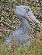 Shoebill