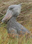 Shoebill