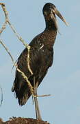 African Openbill