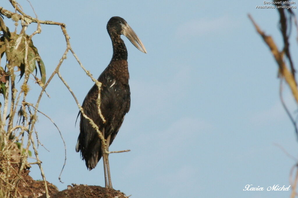 African Openbill