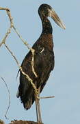 African Openbill