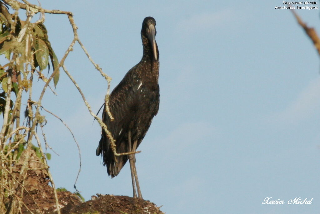 African Openbill