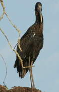 African Openbill