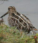 Common Snipe