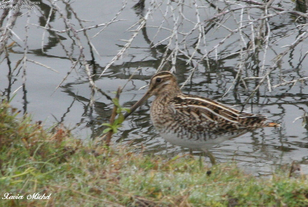 Common Snipe