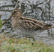 Common Snipe