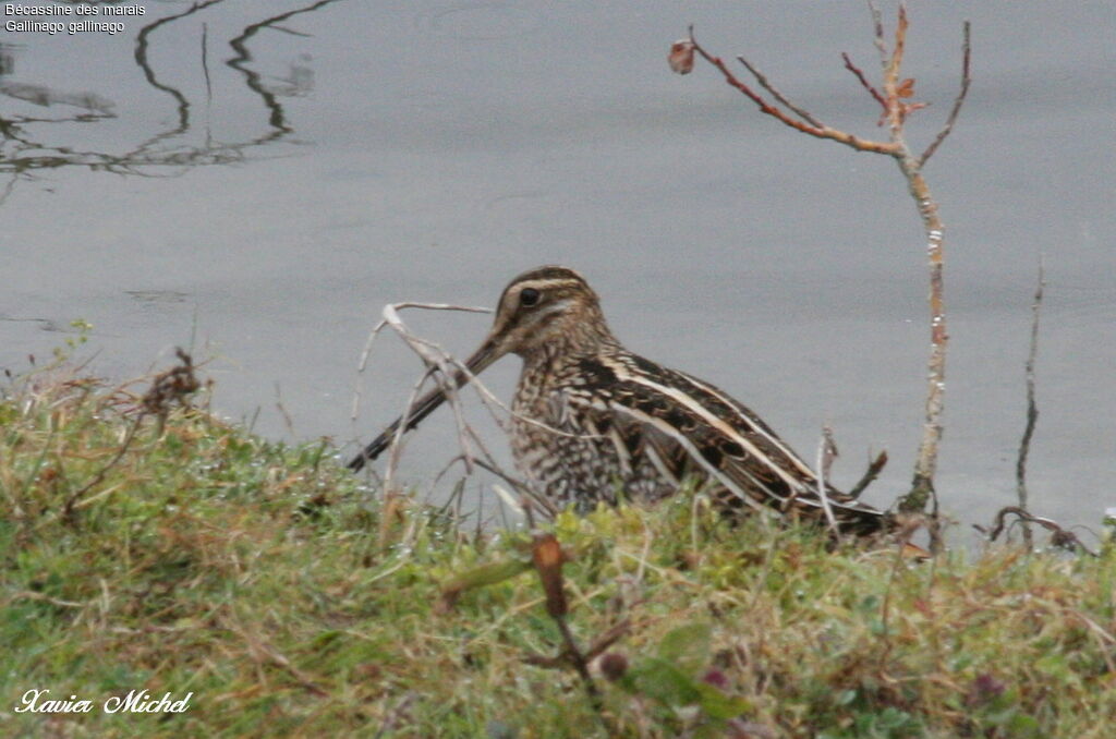 Common Snipe