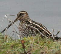 Common Snipe