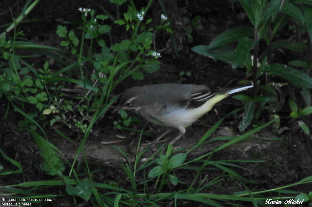 Grey Wagtailadult