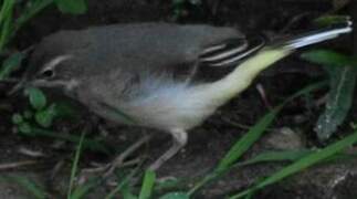 Grey Wagtail