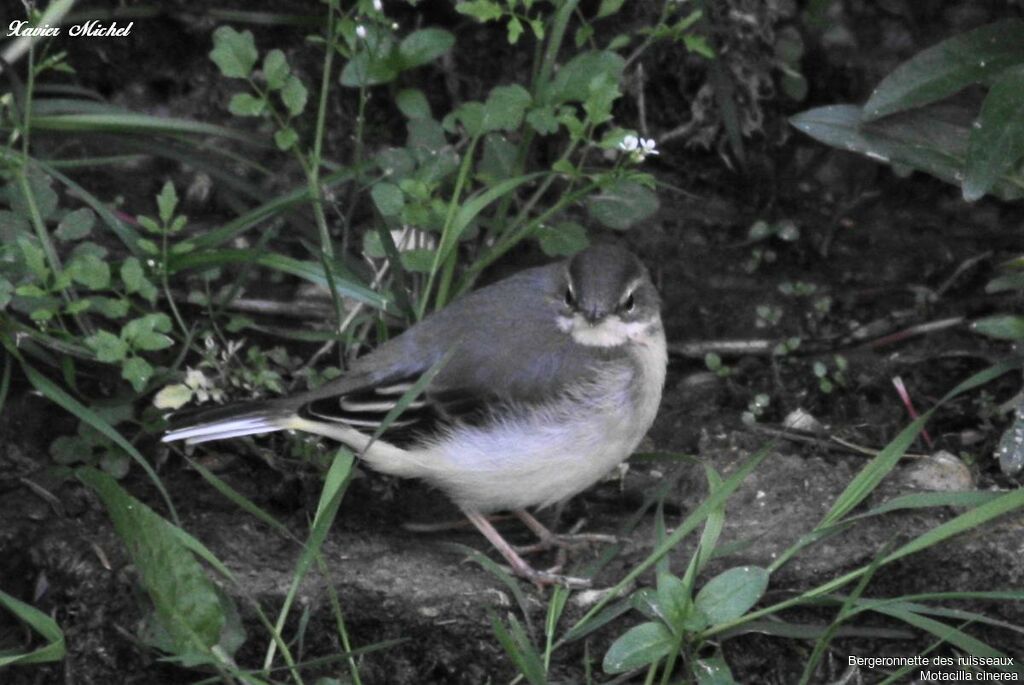 Grey Wagtailadult