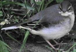 Grey Wagtail