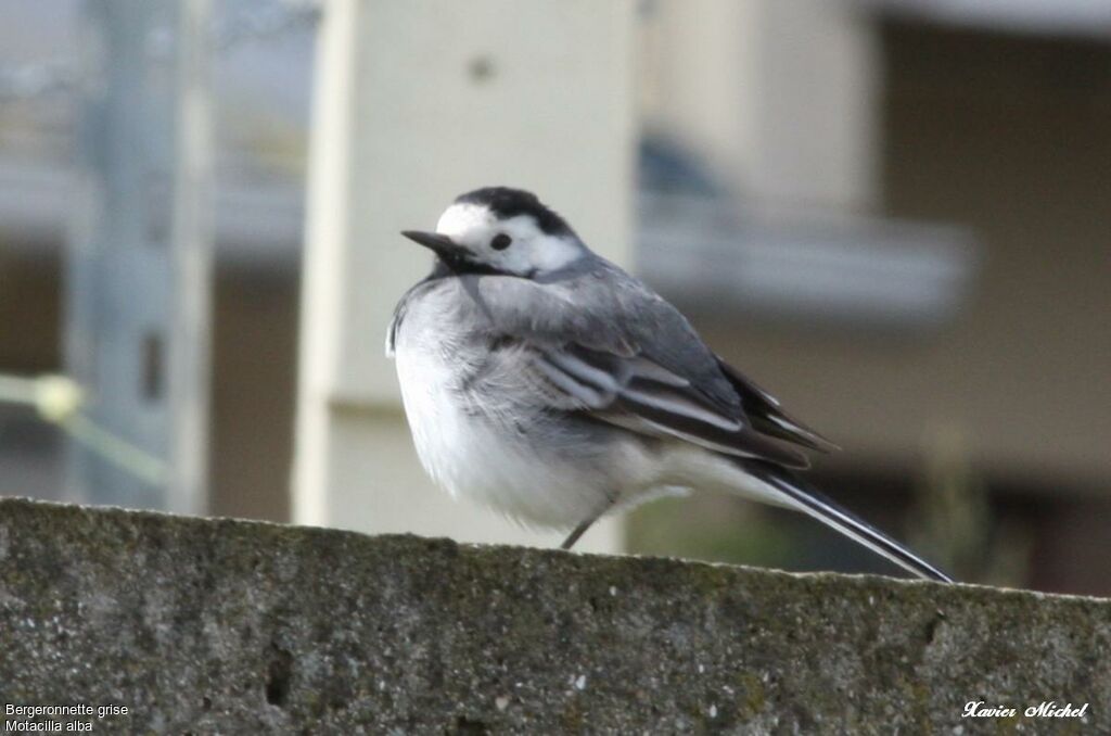 White Wagtailadult