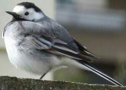 White Wagtail