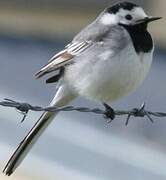 White Wagtail