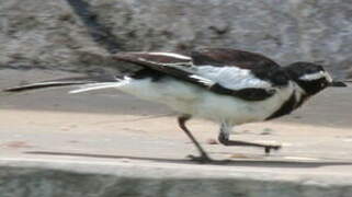 African Pied Wagtail