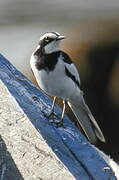 African Pied Wagtail