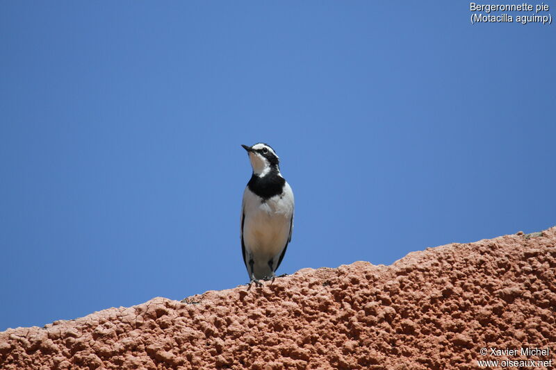 African Pied Wagtailadult