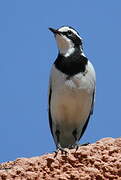 African Pied Wagtail