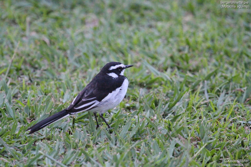 African Pied Wagtailadult, identification