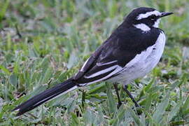 African Pied Wagtail