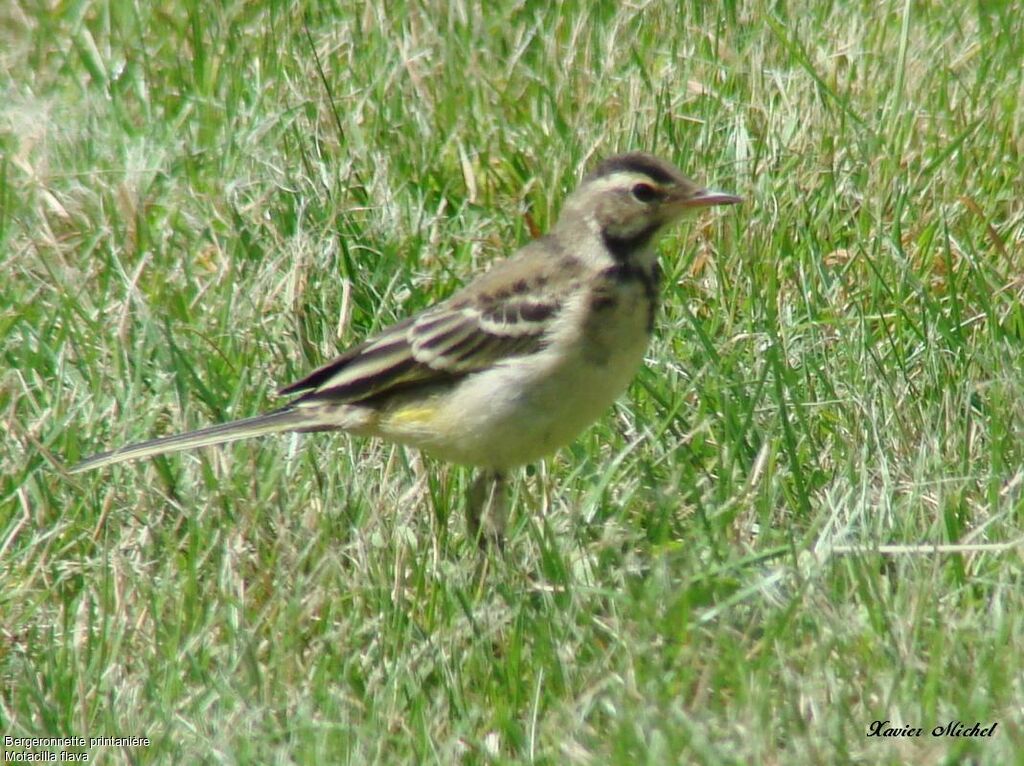 Western Yellow WagtailFirst year