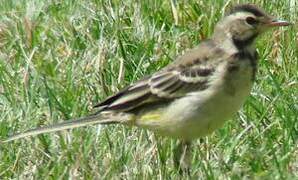 Western Yellow Wagtail