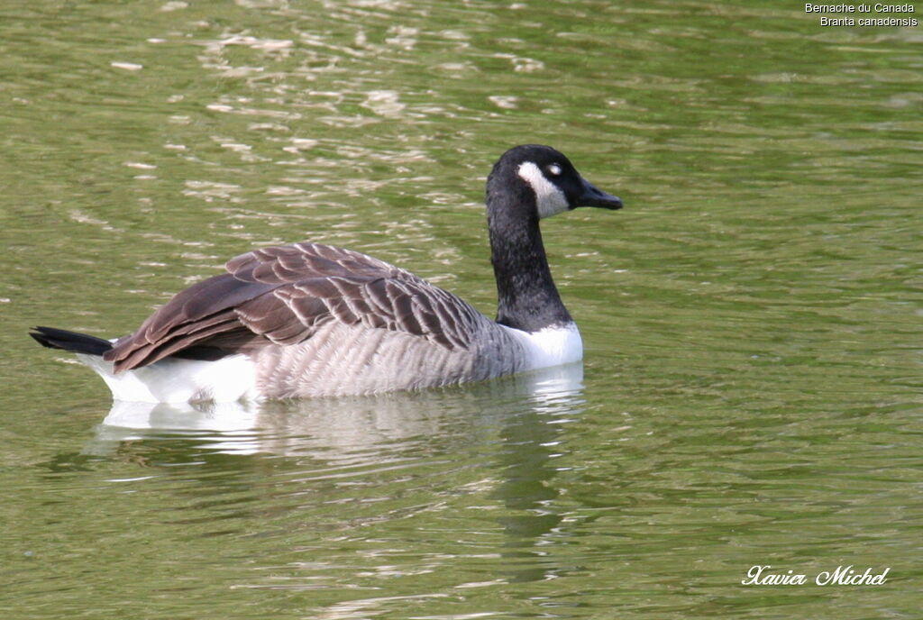 Canada Goose