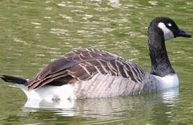 Canada Goose