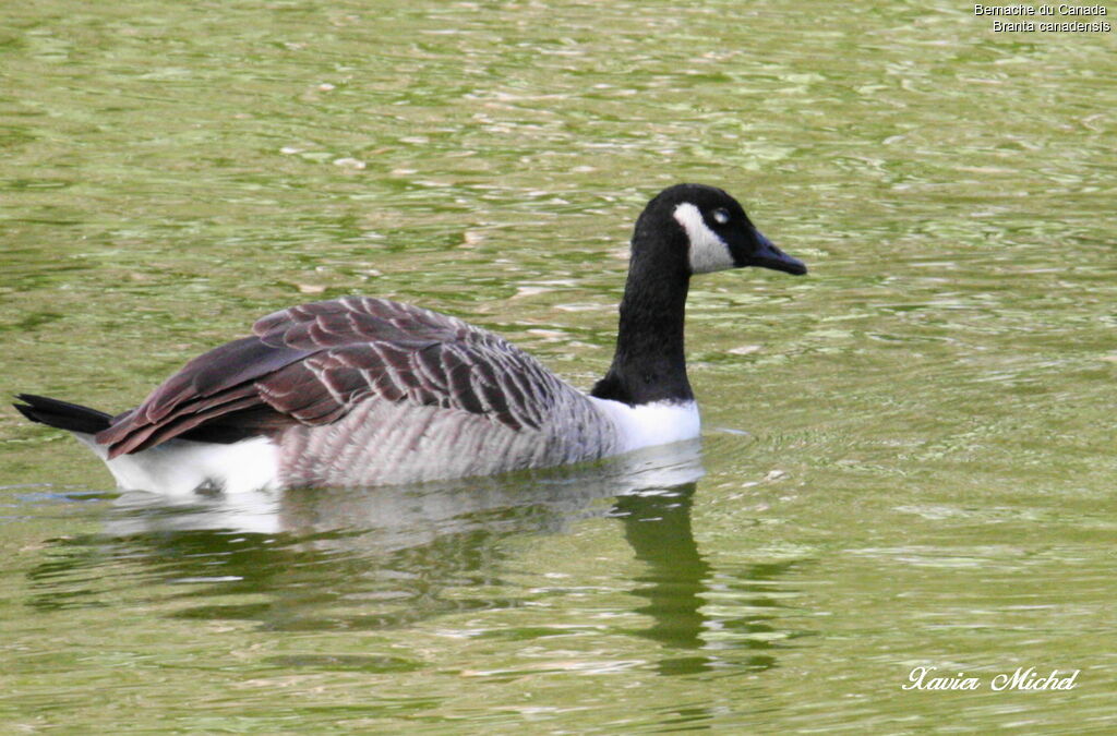 Canada Goose