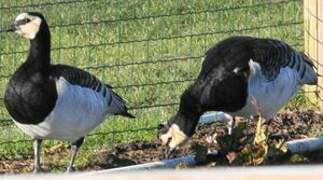 Barnacle Goose